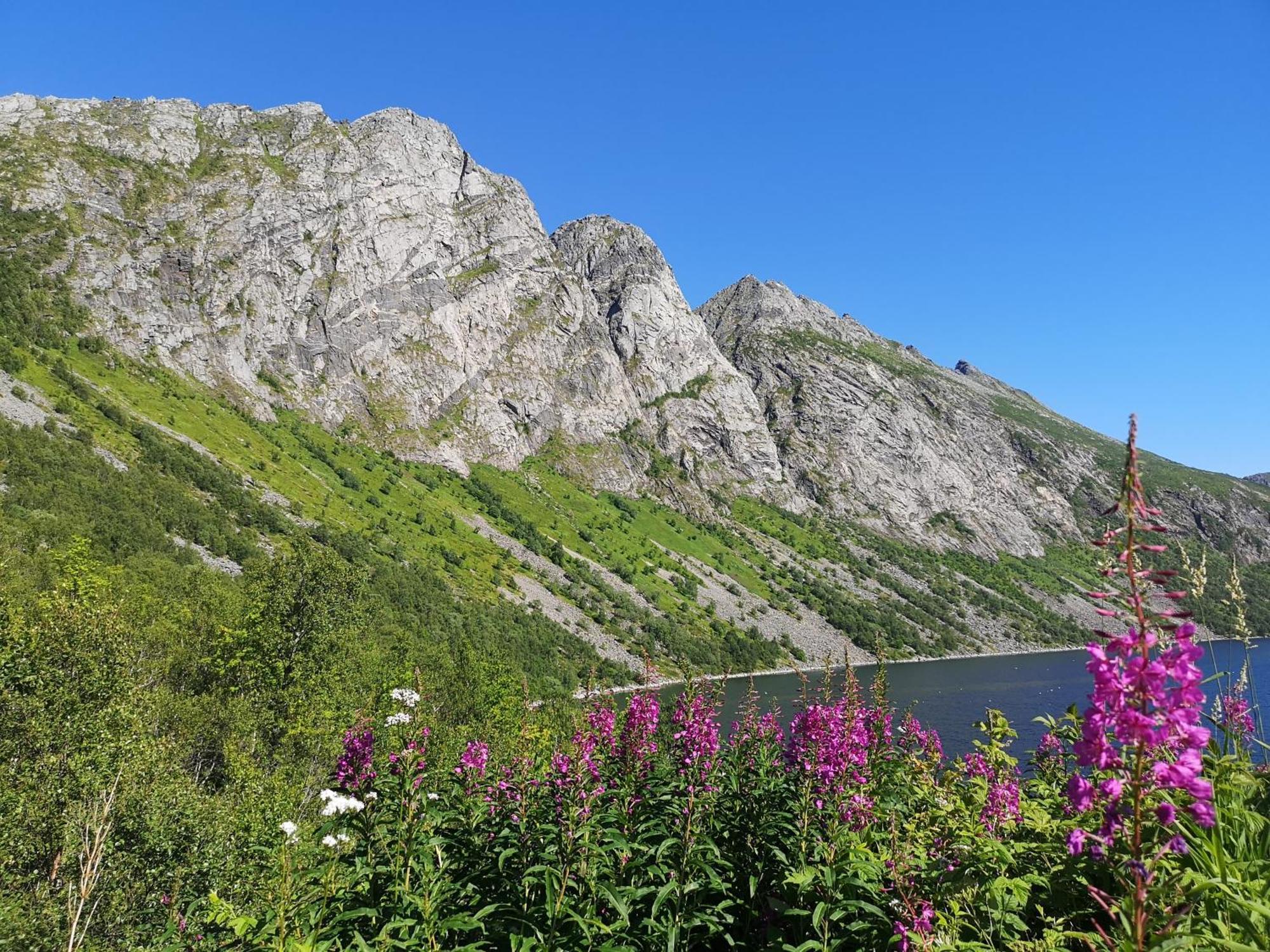 Ferrytale, Cozy, Spacious House On Senja Gryllefjord Экстерьер фото